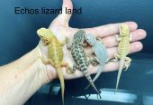 Baby bearded dragons