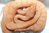 Albino Top End (Darwin) Carpet Python Hatchlings