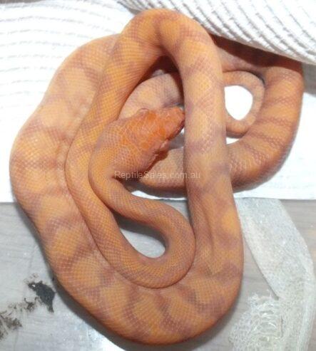 Albino Top End (Darwin) Carpet Python Hatchlings