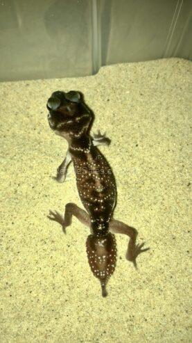 Smooth knob tail geckos